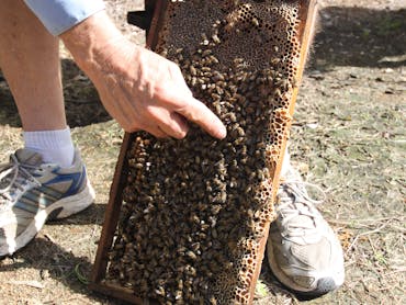 Bees on Keswick Island