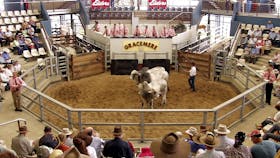 Gracemere Saleyards