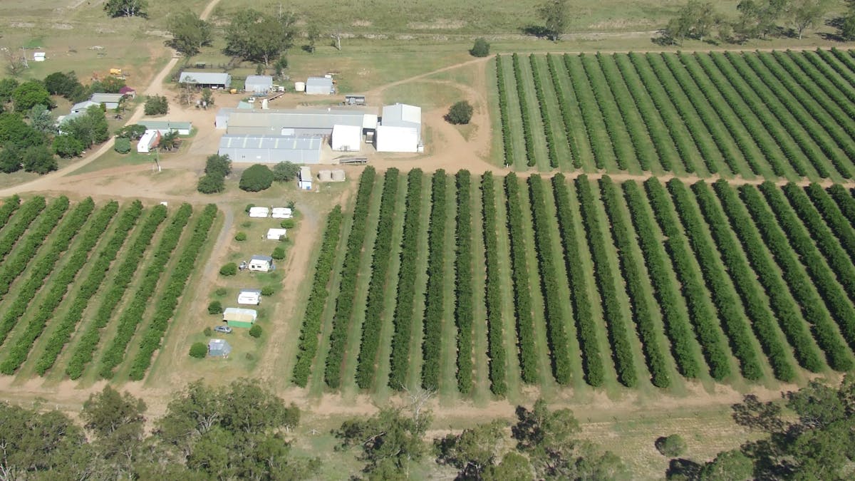 Aerial view of citrus crops in Mundubbera