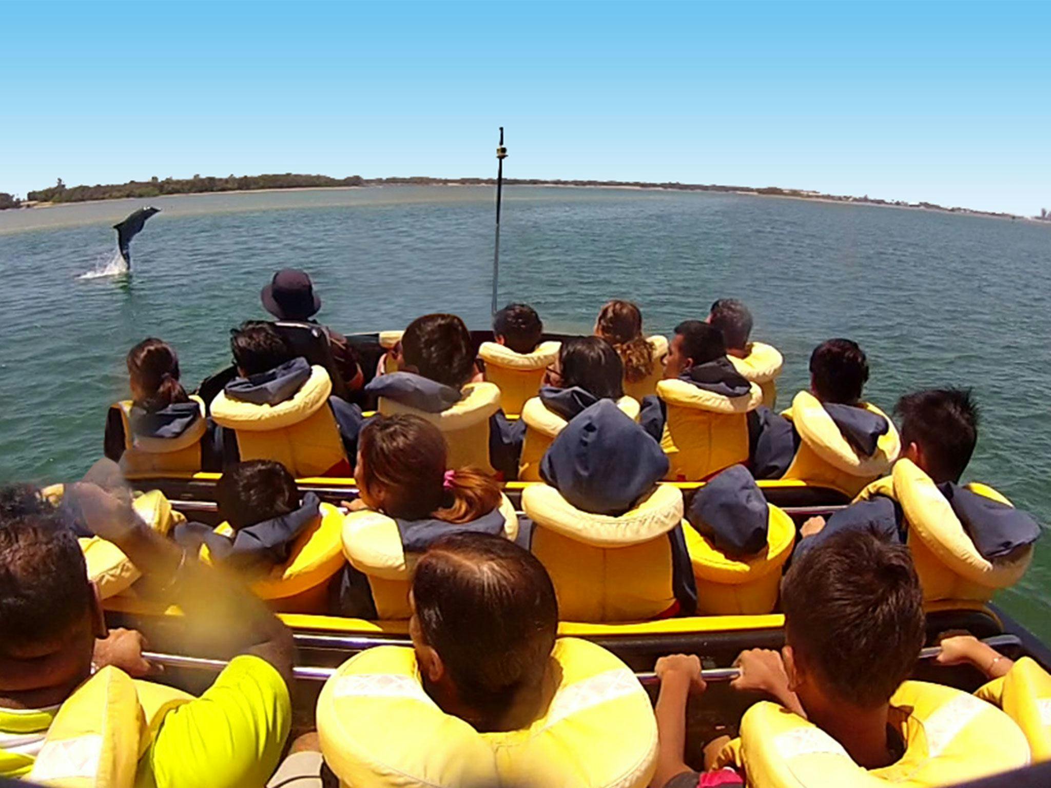 Wild Dolphin Spotting