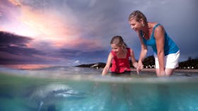 Tangalooma Wild Dolphin Feeding
