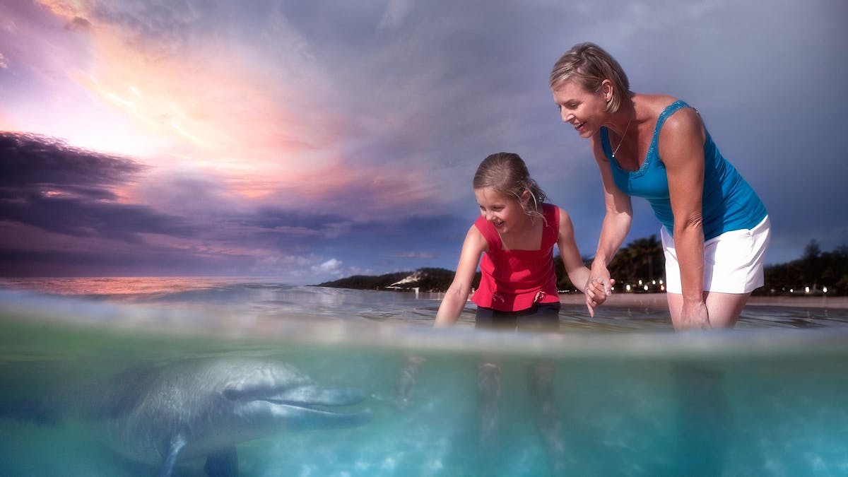 Tangalooma Wild Dolphin Feeding