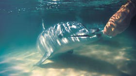 Tangalooma Wild Dolphin Feeding