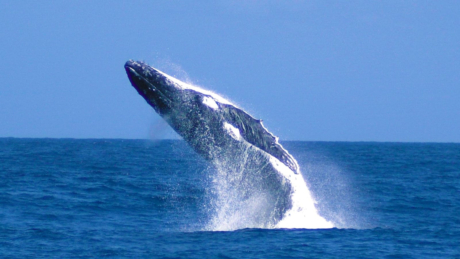 Tangalooma Whale Watch Cruises