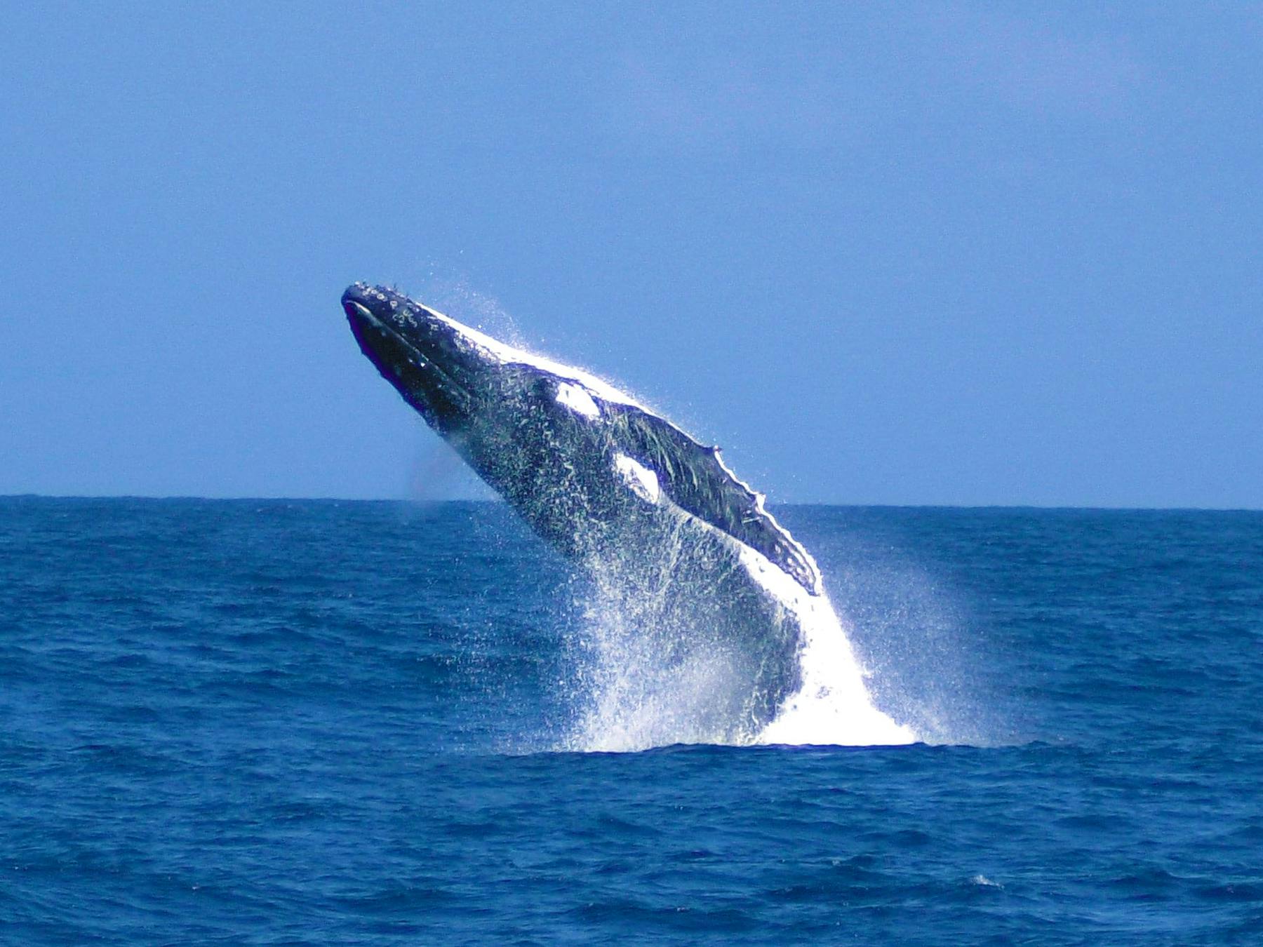 Tangalooma Whale Watching Cruise