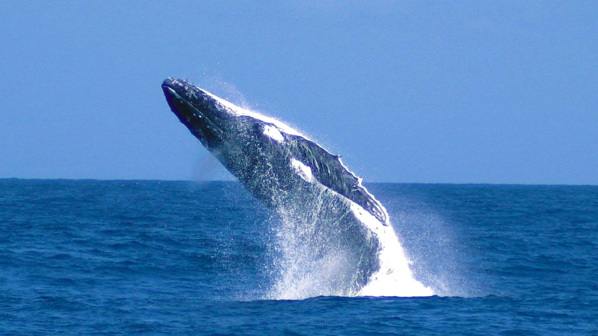Tangalooma Whale Watching Cruise