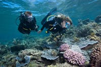 Scuba Diving Great Barrier Reef