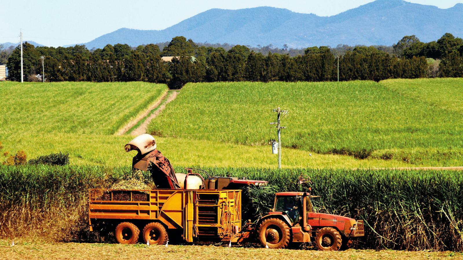 Farming in Childers
