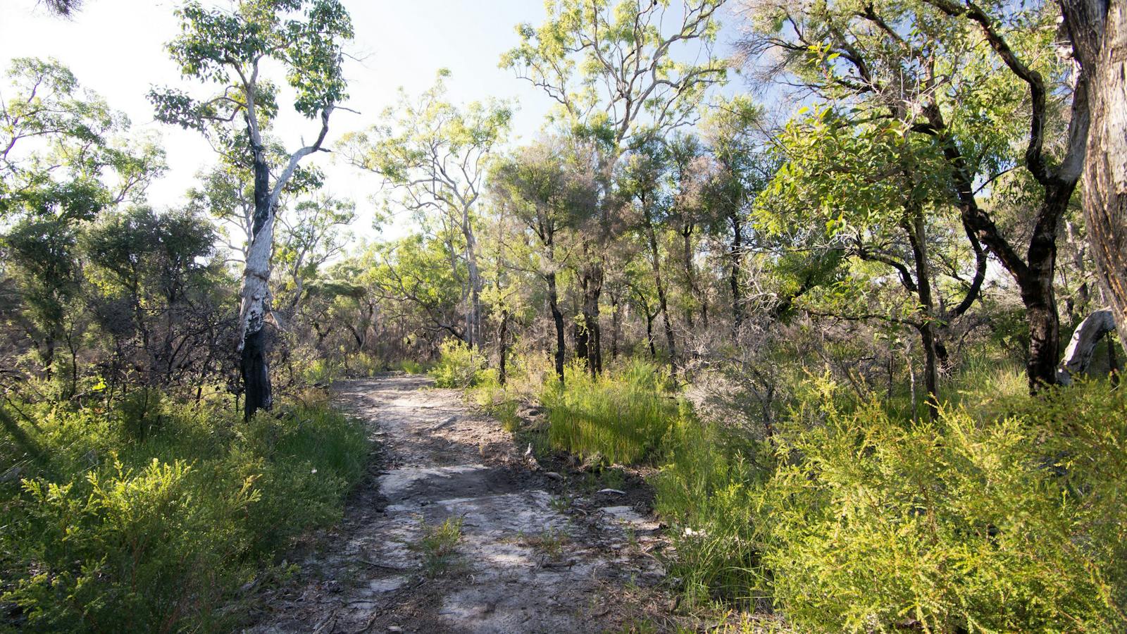 Banksia Walking Track