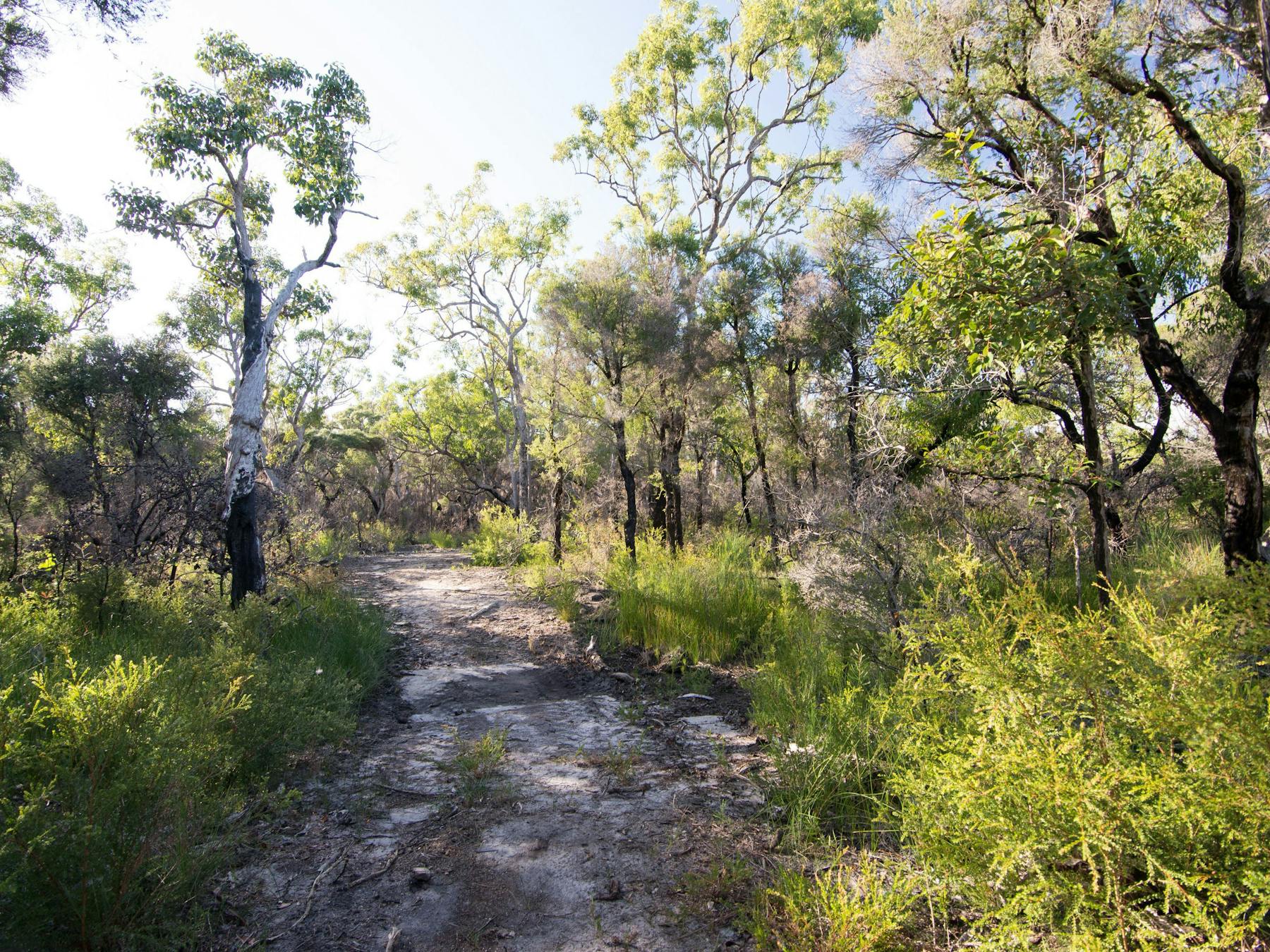 Banksia Track
