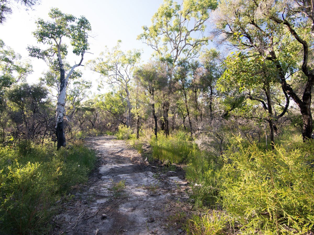 Banksia Track Banksia Track