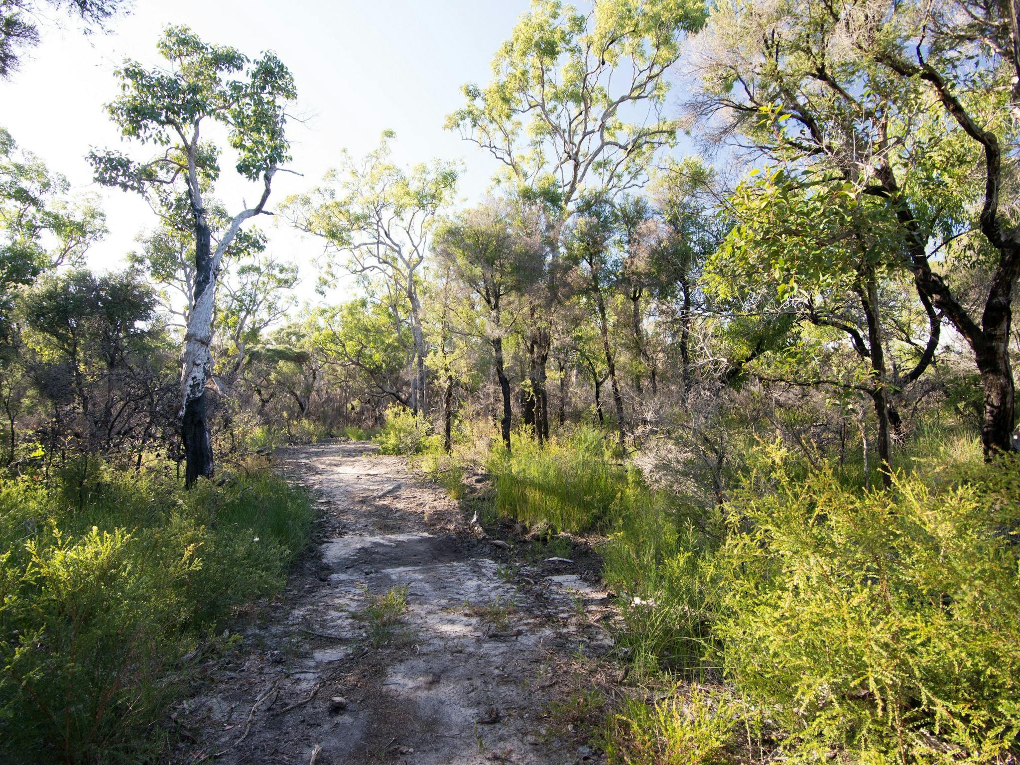 Banksia Track