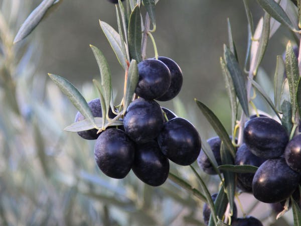 Inglewood Olives Inglewood Olives