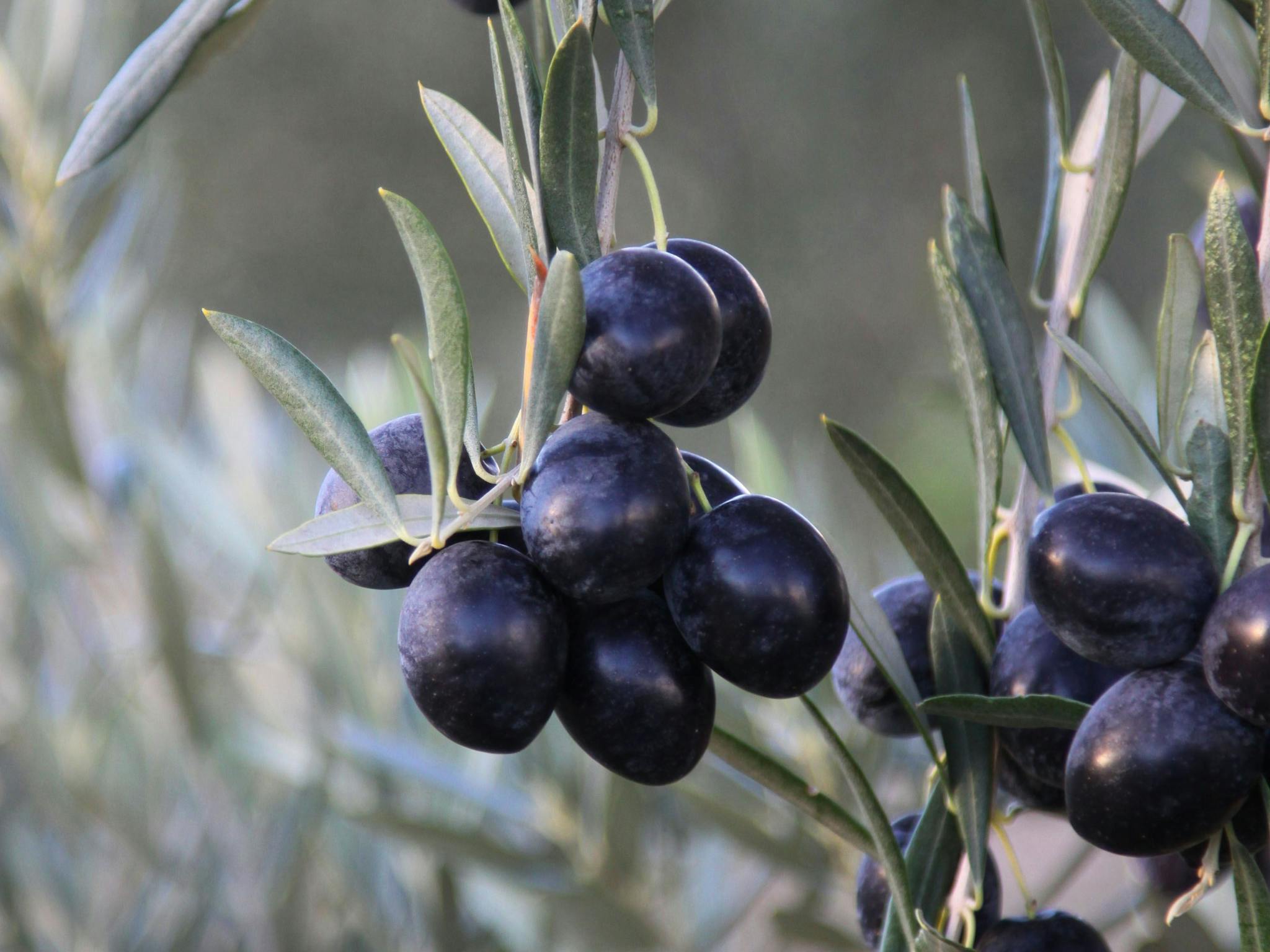 Inglewood Olives Inglewood Olives
