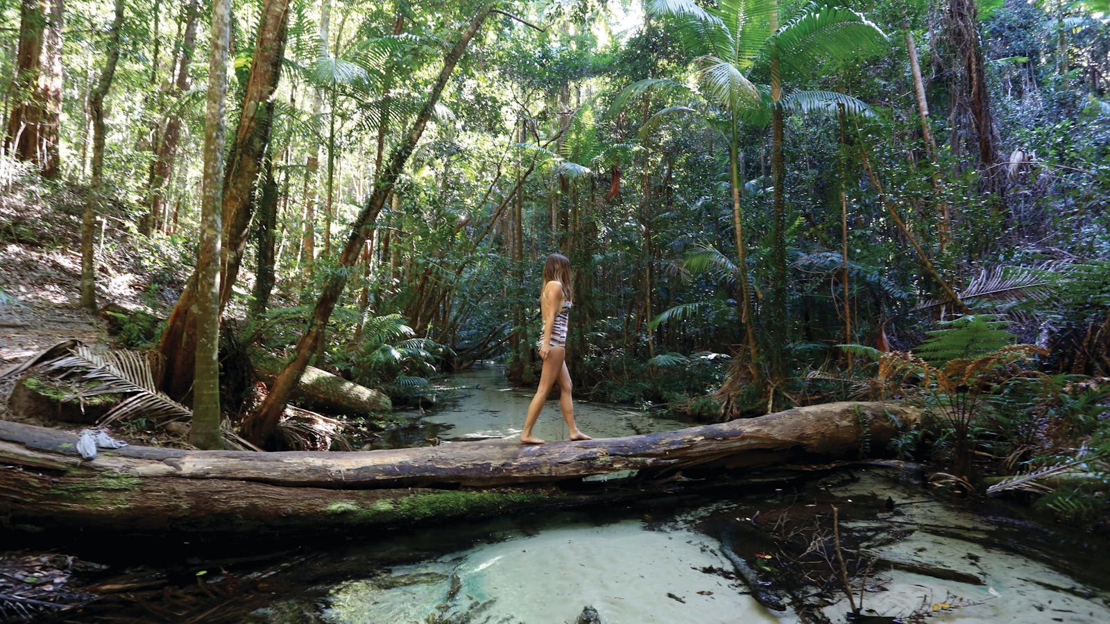 Exploring the rainforests of Fraser Island