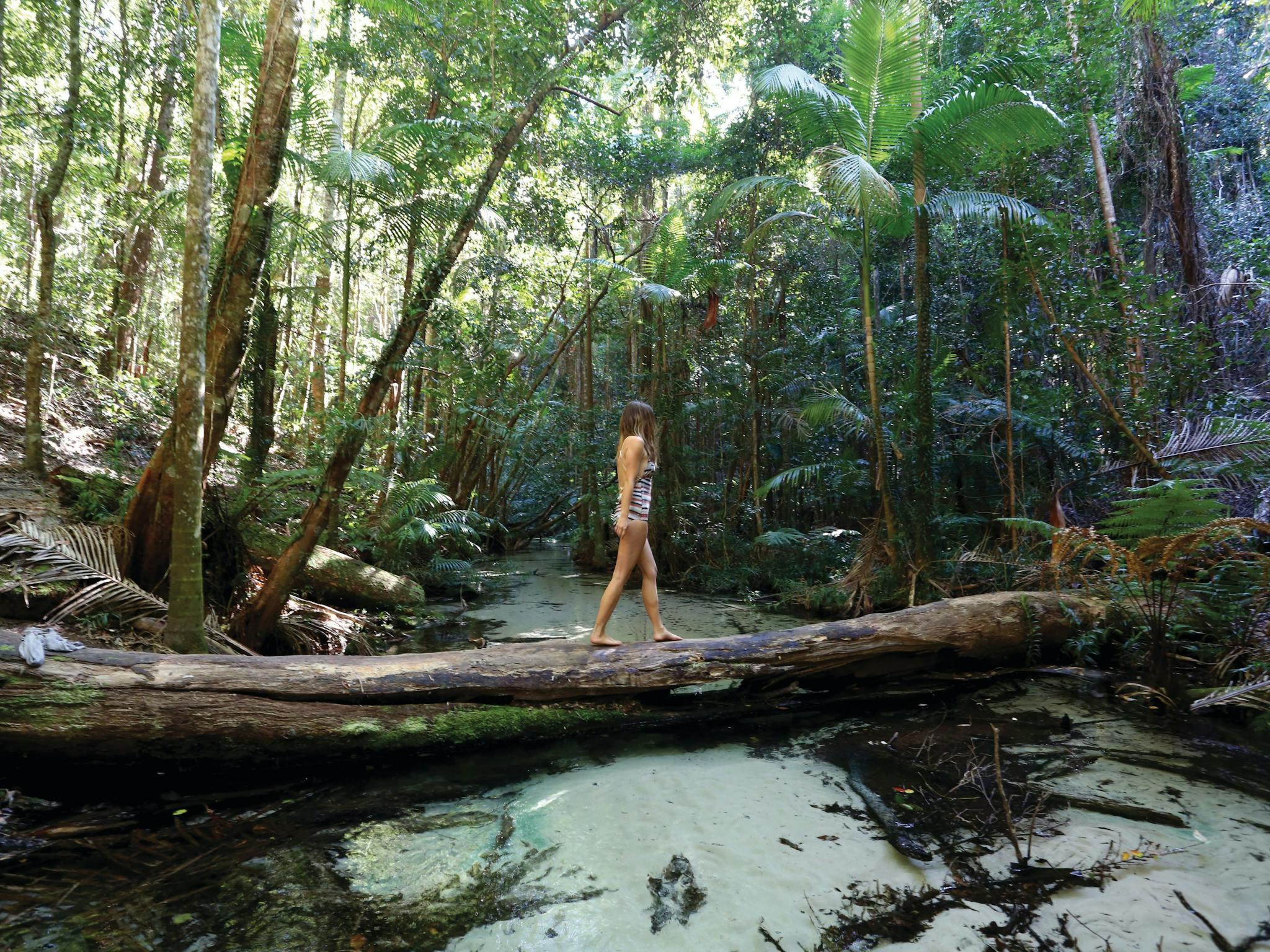 Exploring the rainforests of Fraser Island