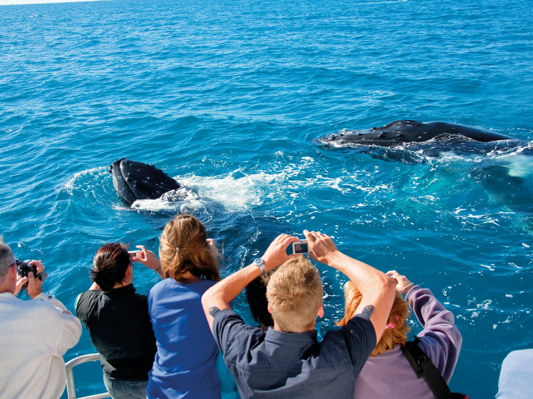 Hervey Bay, Whale Watching capital.