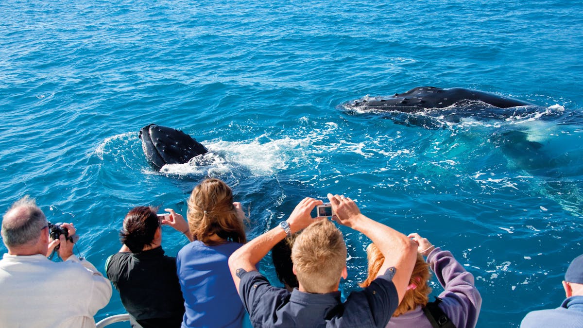 Hervey Bay, Whale Watching capital.