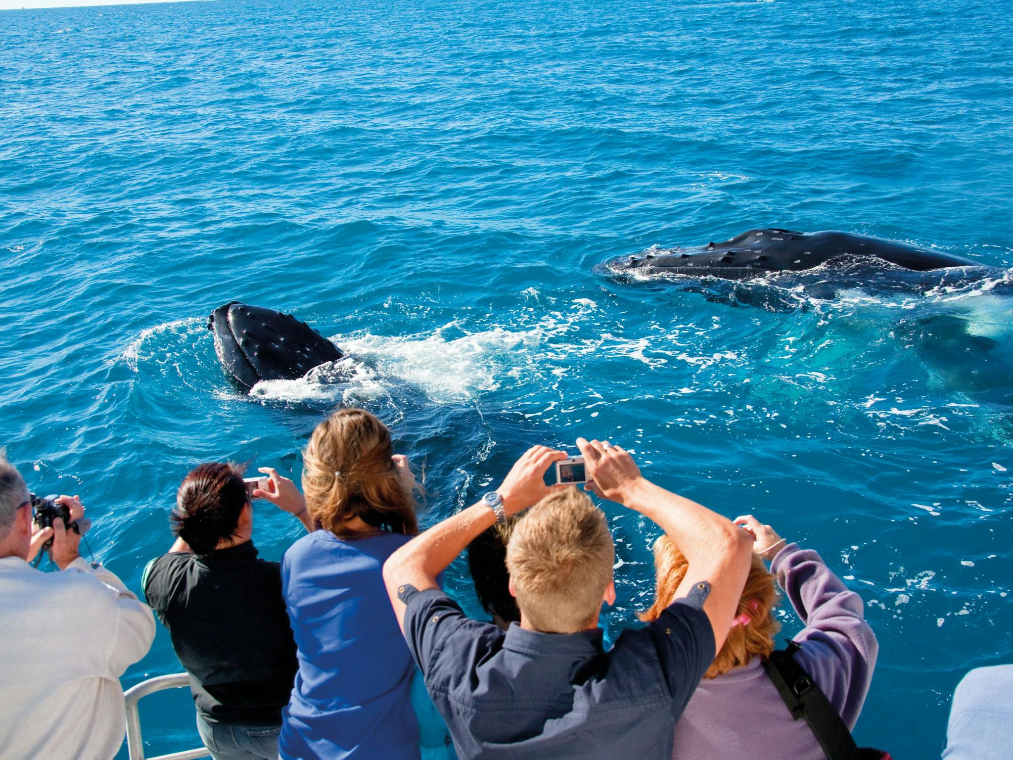 Hervey Bay, Whale Watching capital.