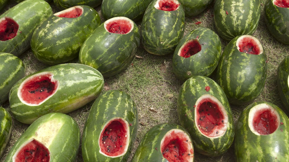 Chinchilla Melon Festival