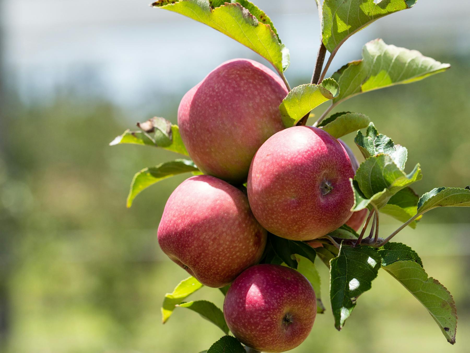 Apple Picking, Stanthorrpe