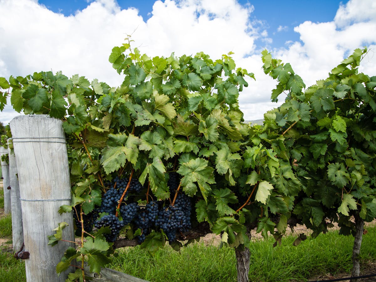 Winery, Stanthorpe