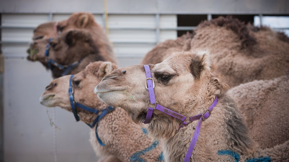 Tara Festival Of Culture and Camel Races