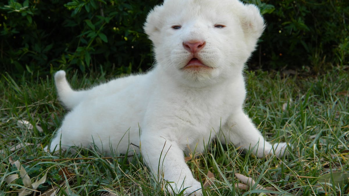 White lion, Darling Downs Zoo