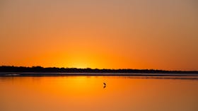 Birdwatching on the Fraser Coast