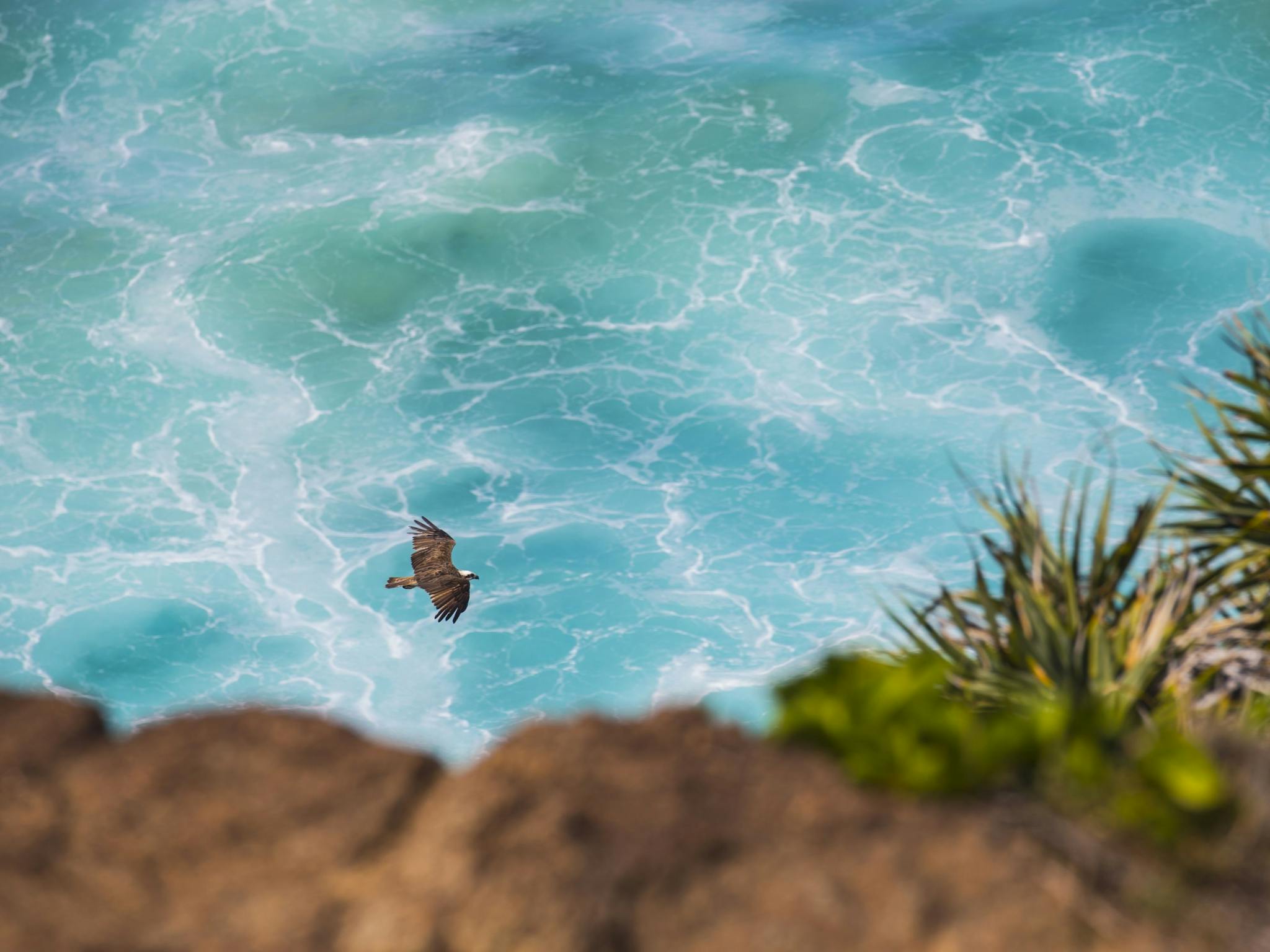 Birdwatching On The Fraser Coast Attraction Queensland
