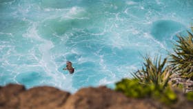 Birdwatching on the Fraser Coast