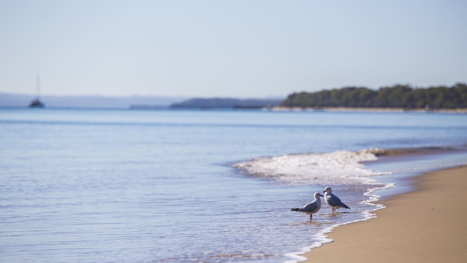 Birdwatching on the Fraser Coast