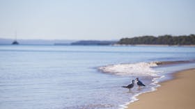 Birdwatching on the Fraser Coast