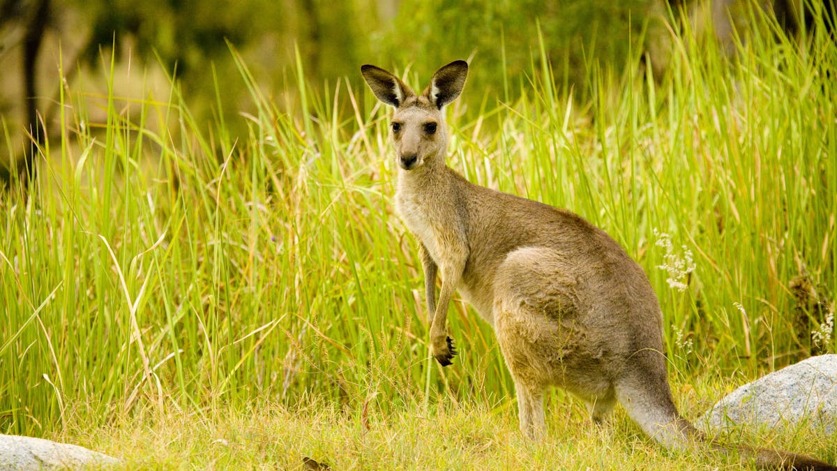 Kangaroo, Crows Nest