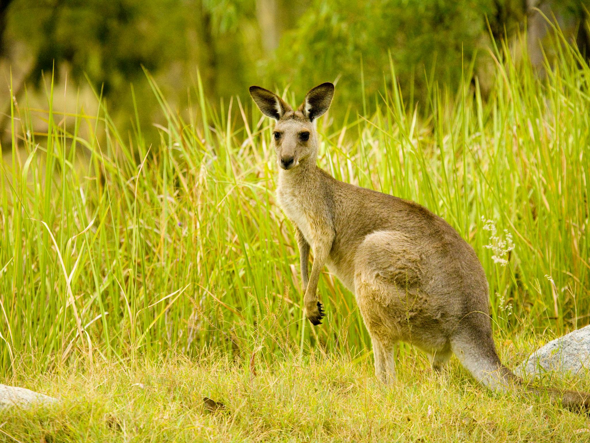 Kangaroo, Crows Nest Kangaroo, Crows Nest