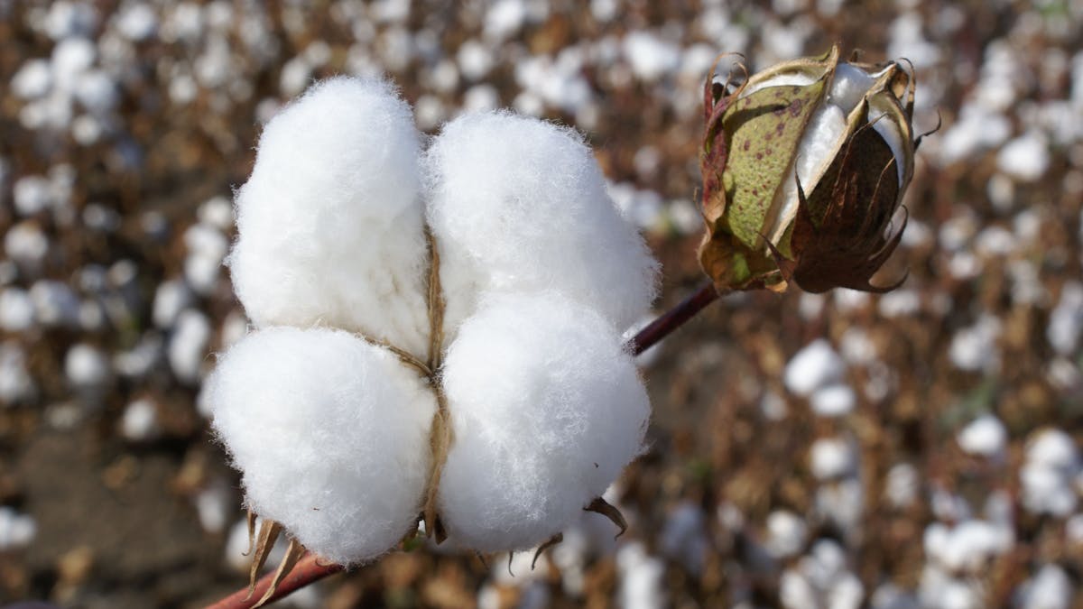 Cotton Farming, Goondiwindi region