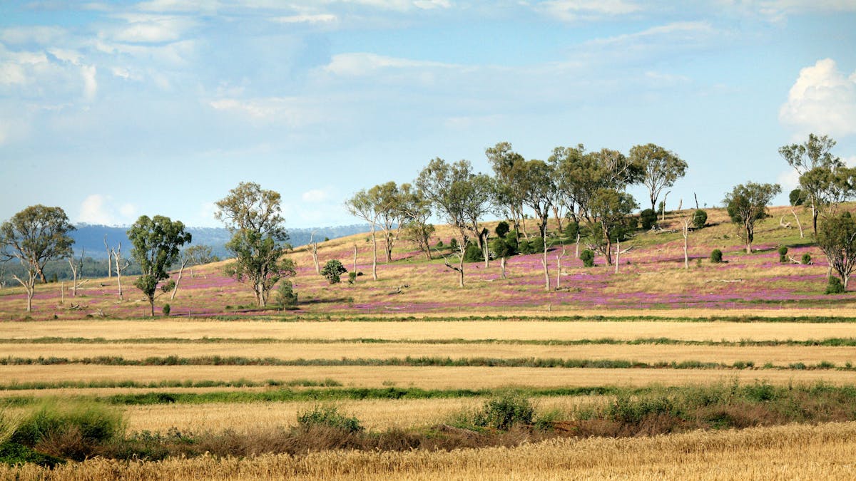 Farming Property, Bell