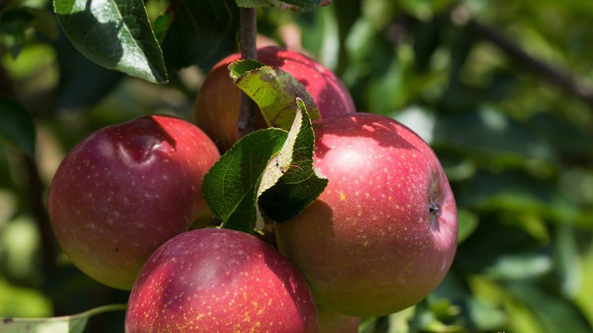 Apples, Granite Belt