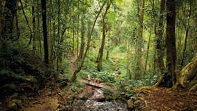 Bunya Mountains National Park