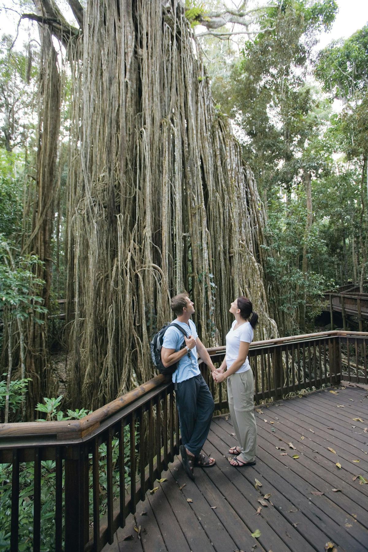 Curtain Fig Tree, Atherton Tablelands