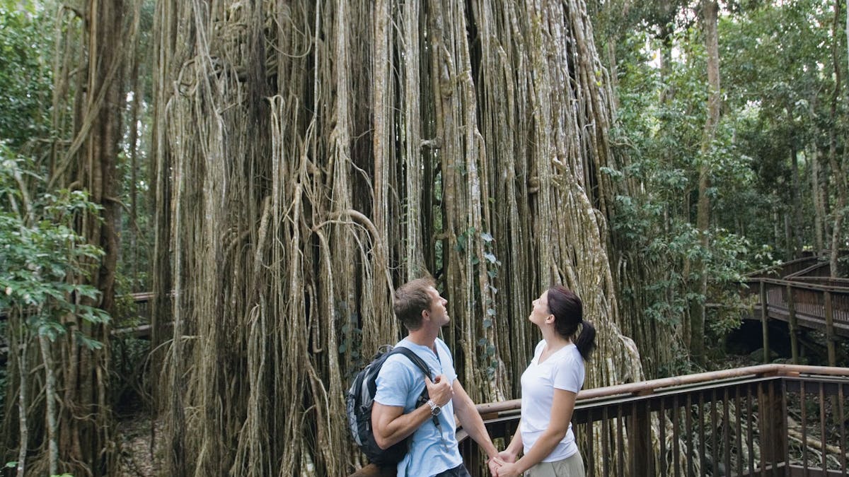 Curtain Fig Tree, Atherton Tablelands