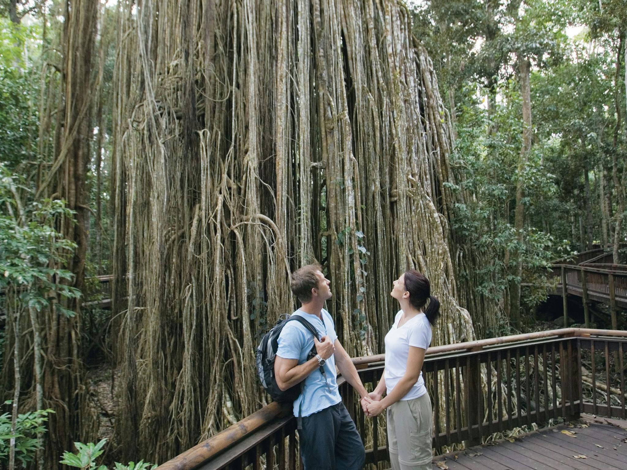 Curtain Fig Tree, Atherton Tablelands Curtain Fig Tree, Atherton Tablelands