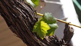 Grape Vine
