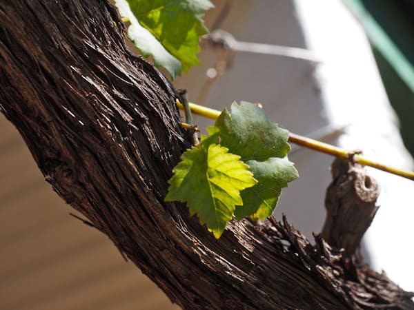 Grape Vine Grape Vine