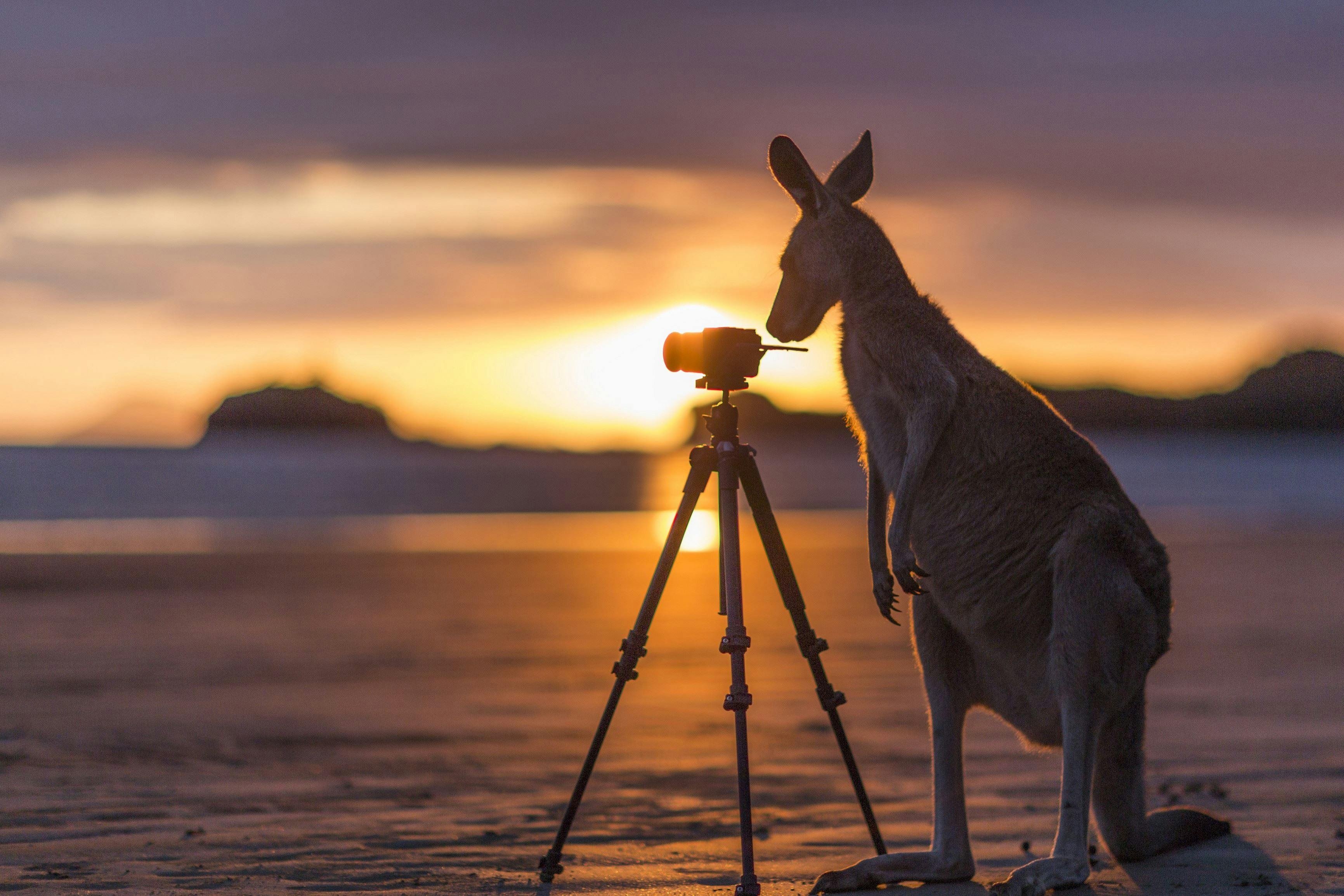 Wallabies on the Beach at Cape Hillsborough