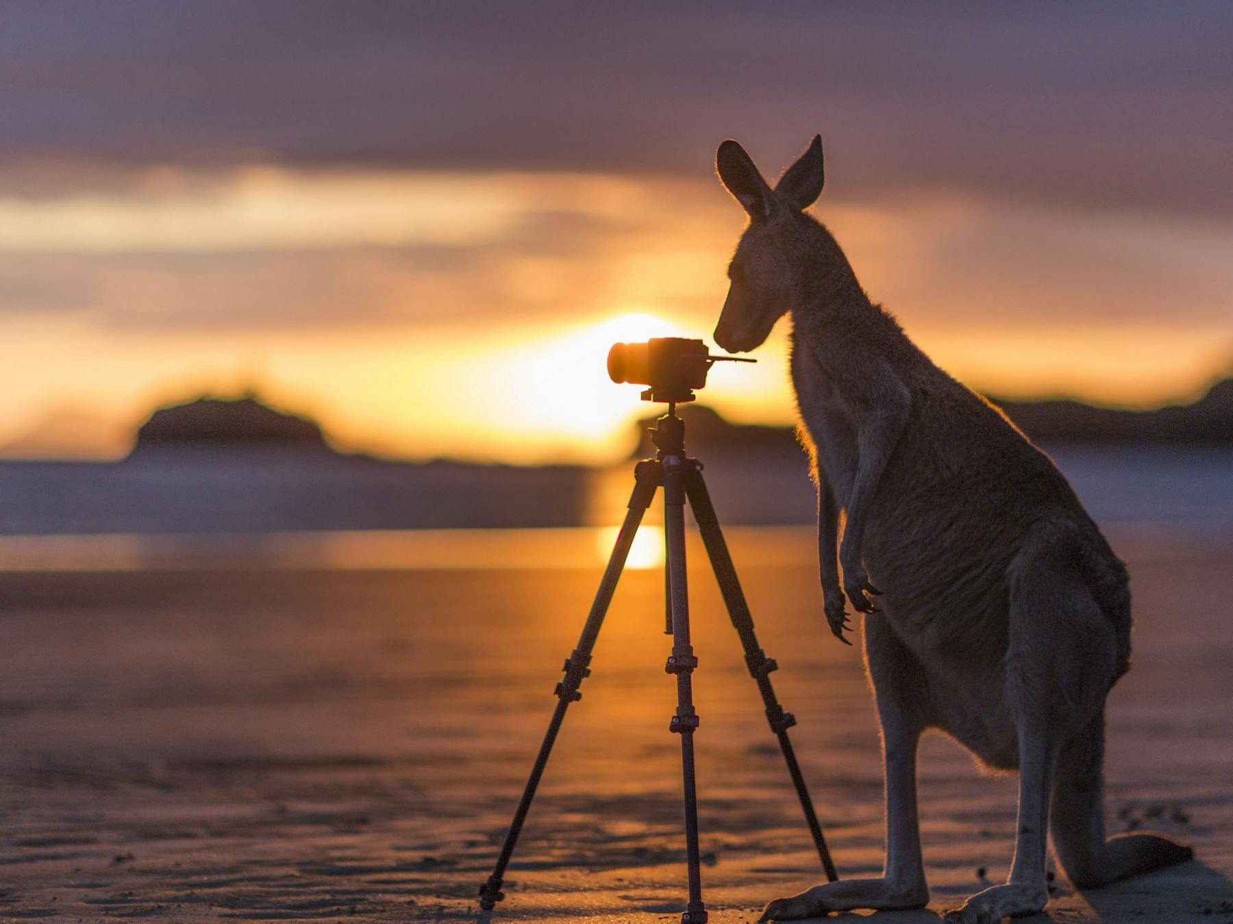 Wallabies on the Beach at Cape Hillsborough