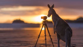 Wallabies on the Beach at Cape Hillsborough