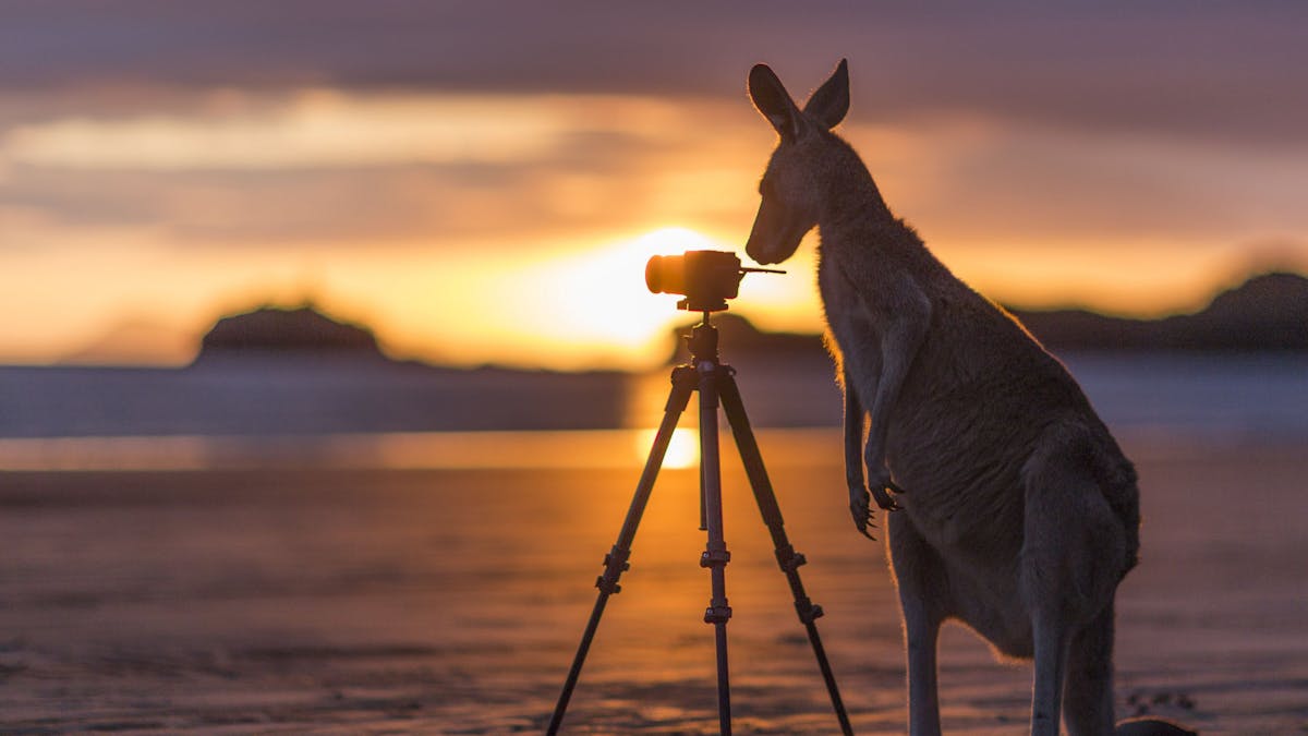 Wallabies on the Beach at Cape Hillsborough