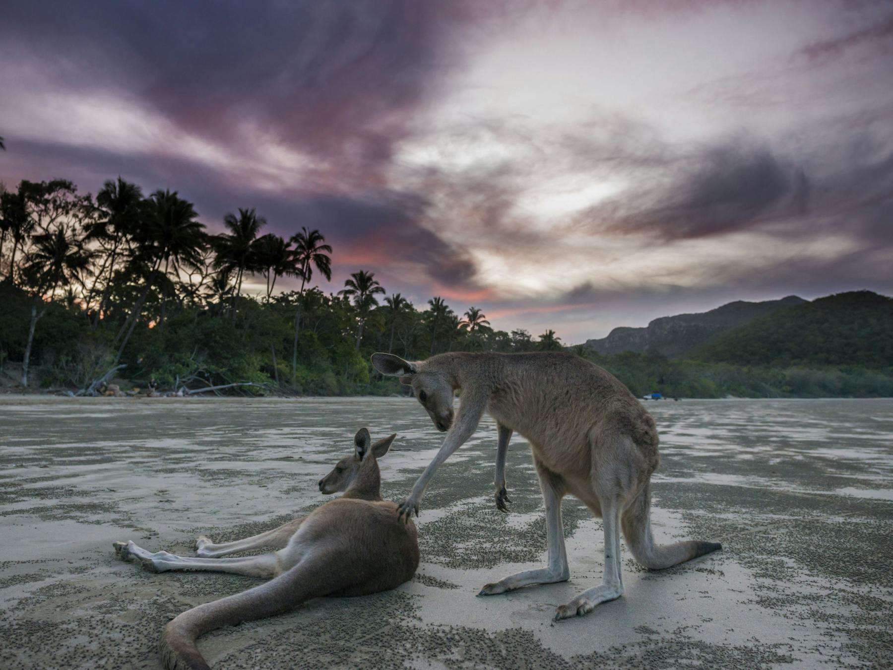Wallabies on the Beach at Cape Hillsborough