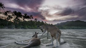 Wallabies on the Beach at Cape Hillsborough